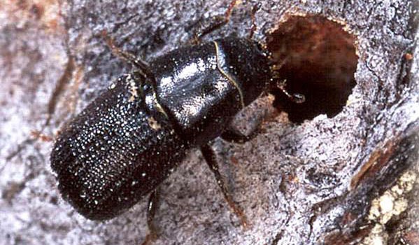 Mountain pine beetle has affected vast areas of B.C. forests.