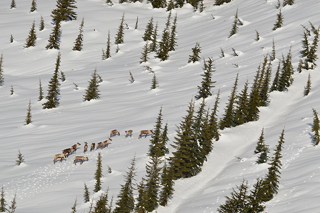 Mountain caribou winter in sub-alpine habitat.