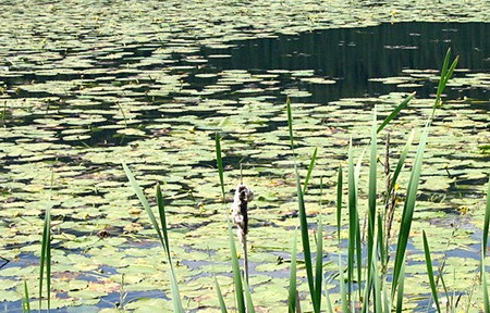 A shot of Lake Windermere's greener waters.