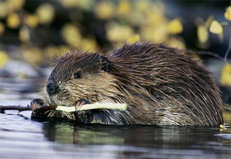 Beavers play an important role in restoring aquatic habitat.