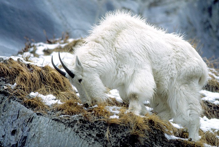 Mountain goats are one of several Kootenay National Park species that parks staff are hoping to protect by fencing portions of Hwy 93/95.