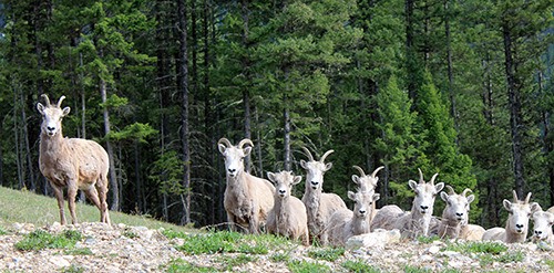 Sheep have been causing a stink around Radium