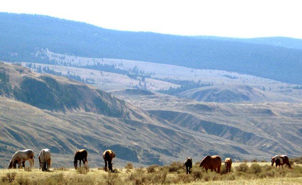 Horses graze on Skeetchestn territory near Kamloops Lake. The band's business ventures include a western village movie set.