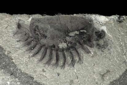 New arthropod ROM 62976 discovered at the Marble Canyon site.