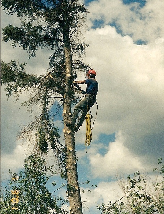 Tree trimming