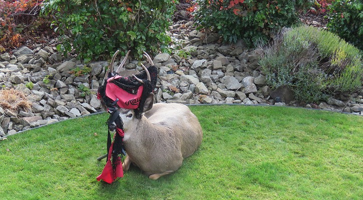 A mule deer buck sits sedated in a Kelowna yard after tangling with a volleyball net