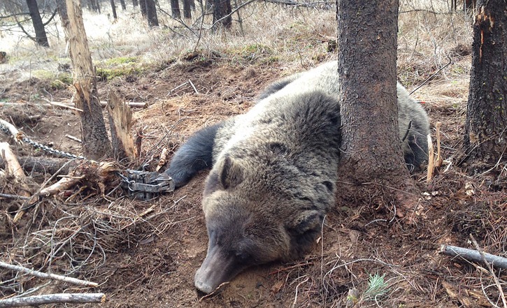 Female grizzly bear caught in a wolf trap near Invermere was freed and released.