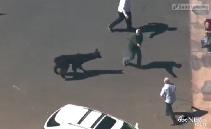 A black llama on the loose is roped in by authorities in a Phoenix-area suburb
