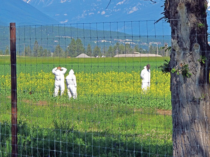 Employees with a private company that produces GMO seeds in the Columbia Valley inspect a conventional canola crop at Elkhorn Ranch. The company confirmed this particular crop is not GMO