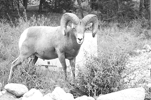 August 2007 — One of Radium Hot Springs' resident Rocky Mountain bighorn sheep makes his way down Jackson Avenue on August 26. The animal seemed to have found a great spot to munch on a resident’s greenery.