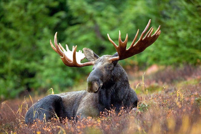Moose are the most sought-after species for hunters in B.C.