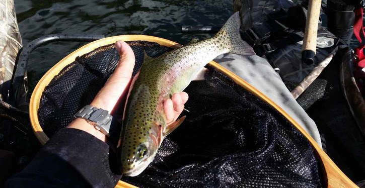 Rainbow trout are stocked in hundreds of lakes by the Freshwater Fishing Society of B.C.