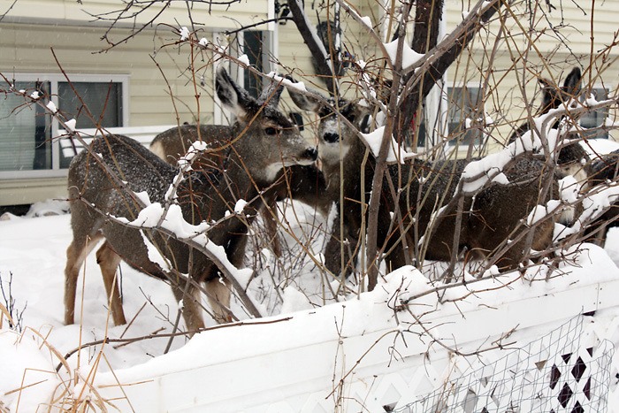 District of Invermere mayor Gerry Taft says residents are continuing to feed the deer.