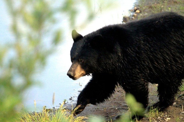 Motorists urged to use road sense and not cause 'bear jams' on B.C. roadways