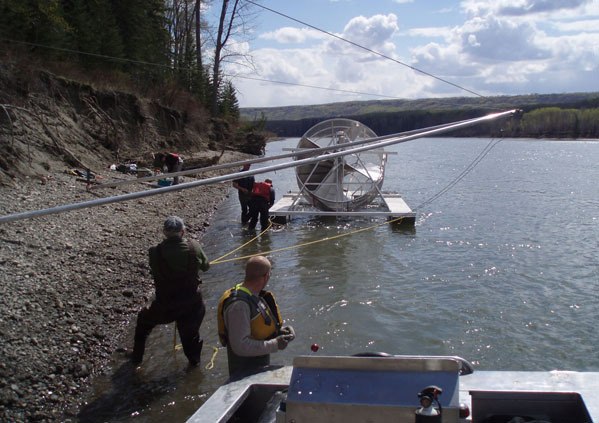 Biologists install a rotary screw fish trap in the Peace River