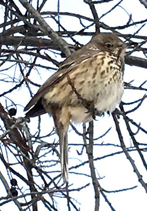 A very cold Sage Thrasher