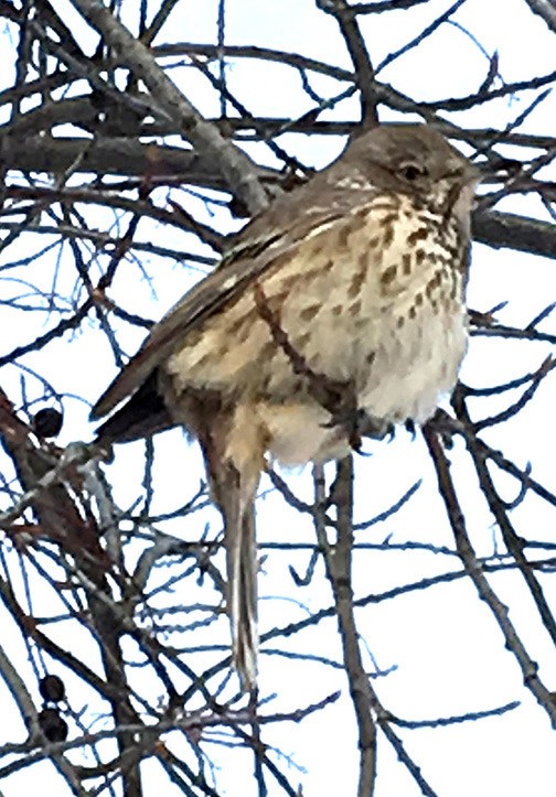 A very cold Sage Thrasher
