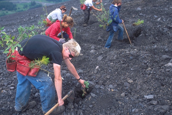 Tree planters at work. A new fund is added to existing forest fuel removal projects to restore forests damaged by beetles or fire.