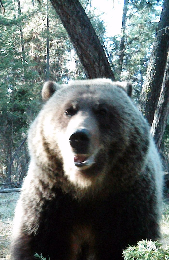 An image of the grizzly bear that conservation officers say hibernated through the winter with a pine marten trap on its paw.