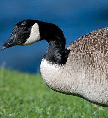 Canada geese are proliferating in B.C.