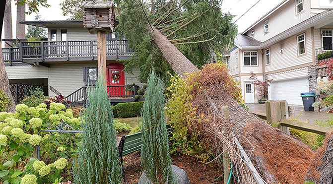 House in Surrey damaged by falling tree in late-August windstorm.