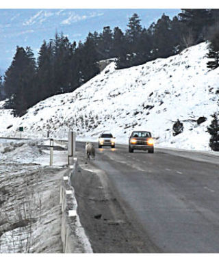 Bighorn sheep have been spotted in large groups around and on the highway south of Radium