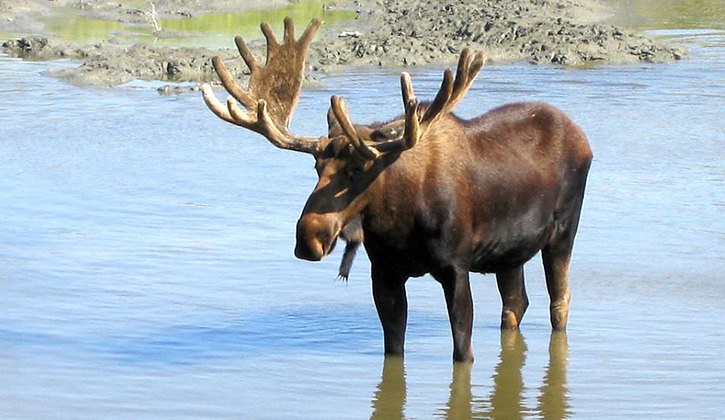 Moose populations have been declining in parts of the B.C. Interior