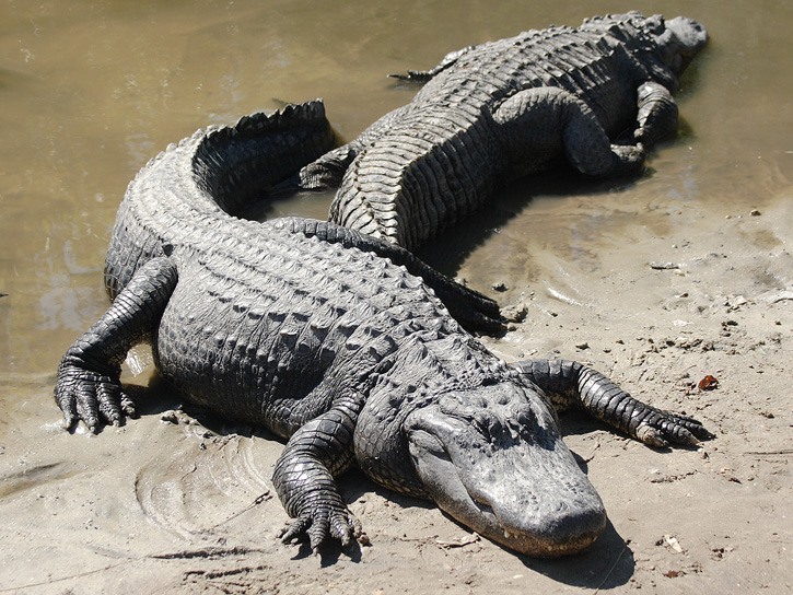 American alligators are not allowed in B.C. except by special permit