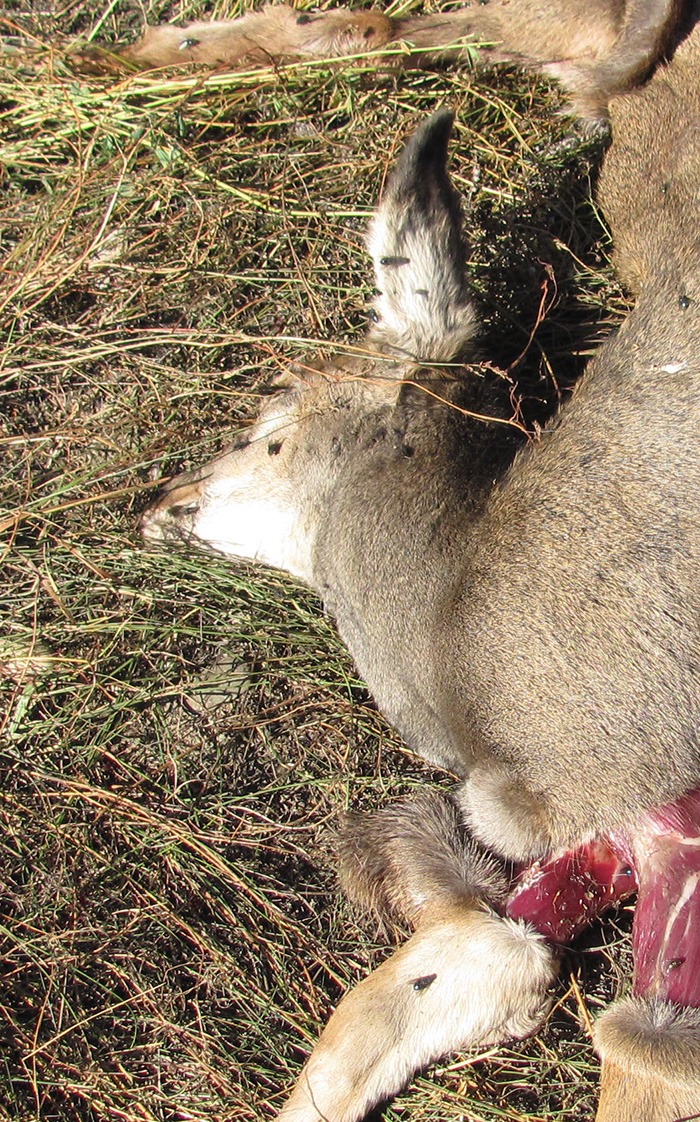 Local conservation officers have reason to believe this first-year fawn was shot in the area between 8th Avenue and Kpokyl Road then butchered by poachers on Monday (October 8) night.