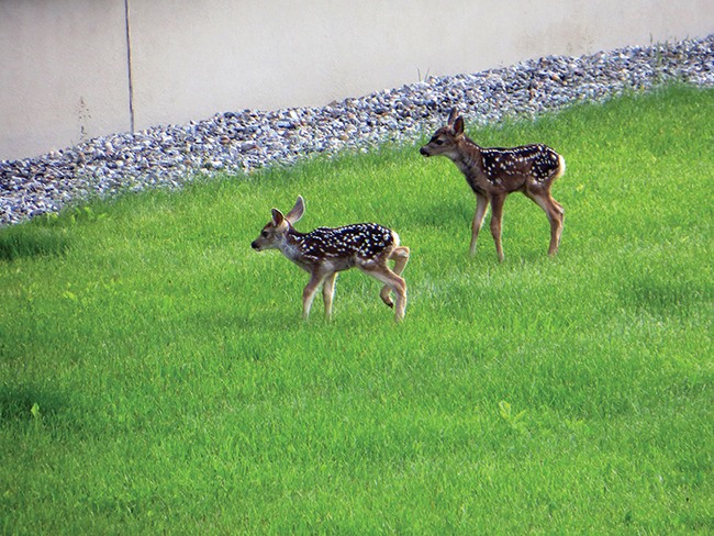Two fawn roam around a lawn in Invermere