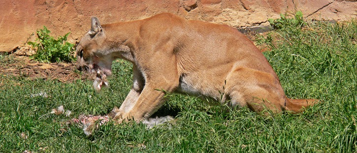 Cougar feeding in captivity. Cougars are ambush predators