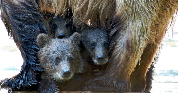 Mother grizzly with triplets