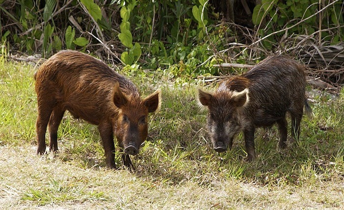 Wild pigs near the Kennedy Space Center in Florida.
