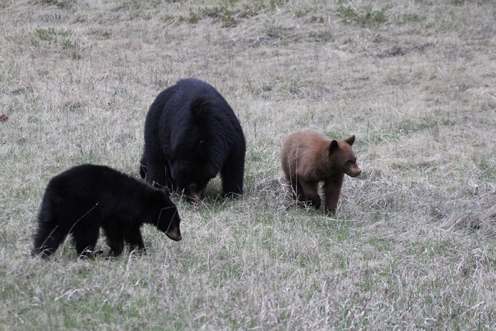 There have multiple bear sightings in Kootenay Park over the last several weeks