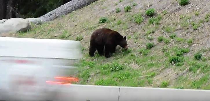 Bear eats grass next to Highway 3 in Manning Park