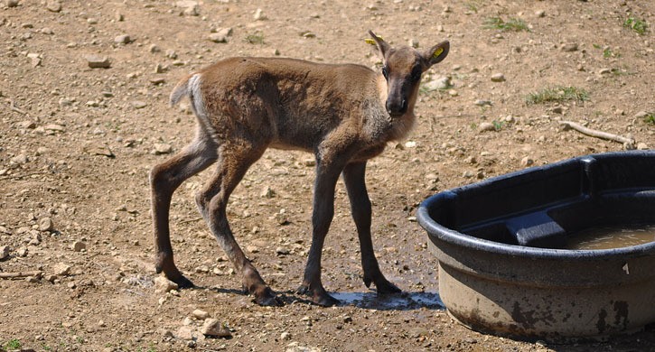 Caribou calf in maternity pen at the Revelstoke predator protection project