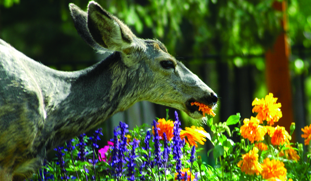 A deer enjoys a local garden.