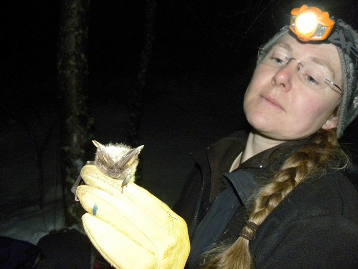 Biologist Dr. Cori Lausen poses with a big eared bat during her studies throughout North America.