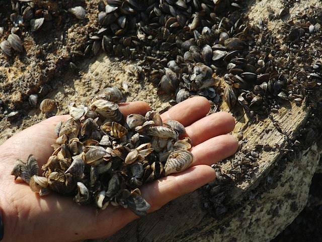 Zebra mussels