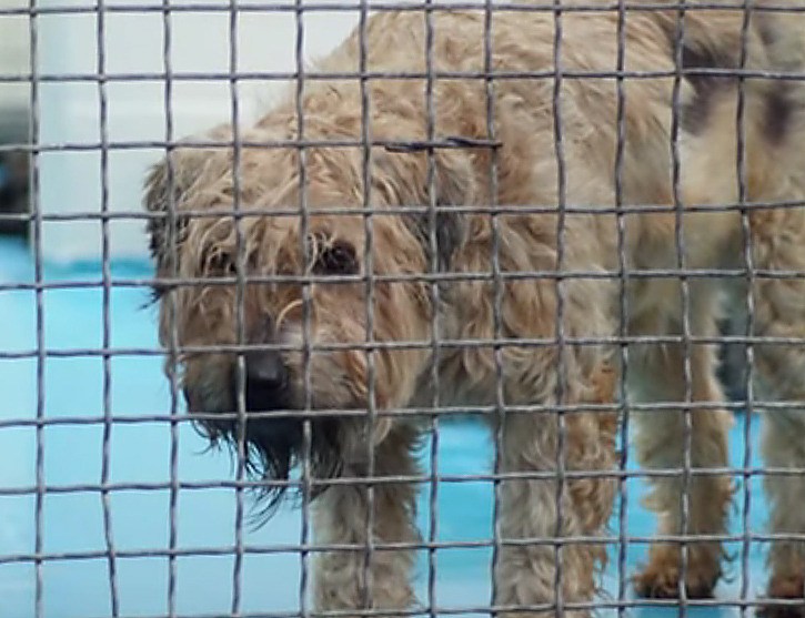 One of the neglected dogs seized from a Langley dog breeder Feb. 4.