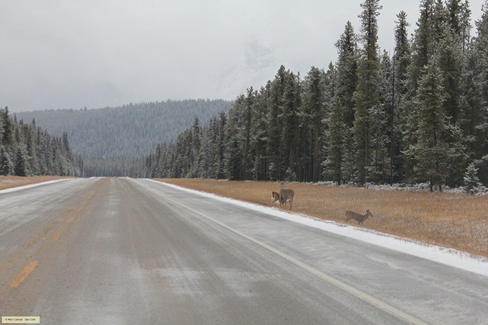 White-tailed deer are the most commonly hit animal in Kootenay National Park.
