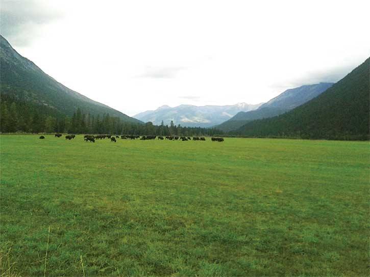 Bison graze on the beautiful green pasture