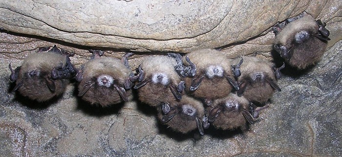 Hibernating bats infected with White Nose Syndrome. The fungus is not usually visible if bats are found dead.