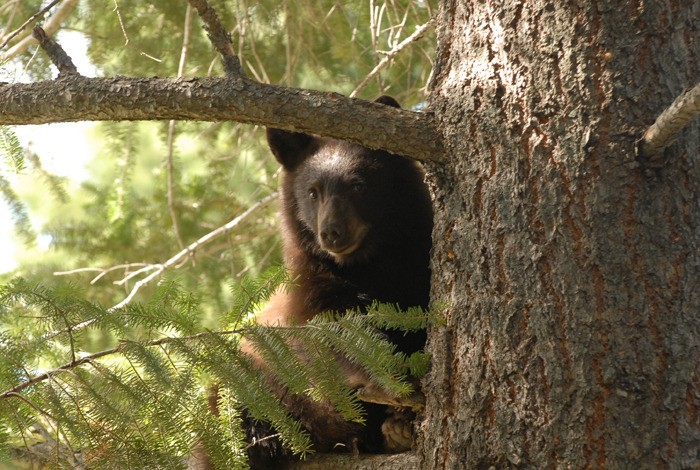 The District of Invermere is on track to earn provincial Bear Smart status with the help of the local Bear Aware program.