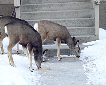 Two deer stop and eat food spread out outside a home.