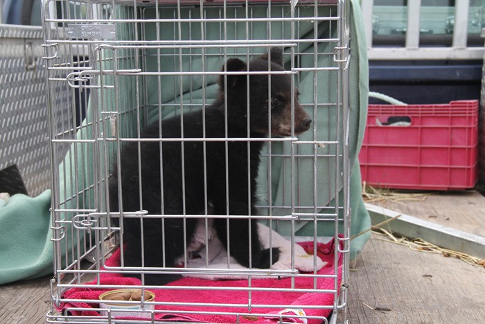 Invermere conservation officer Greg Kruger learned Friday (June 1) that the orphaned baby black bear he captured just off Westside Road on Tuesday (May 29)