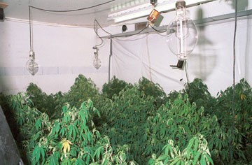Illustrative photo of a legal grow op.