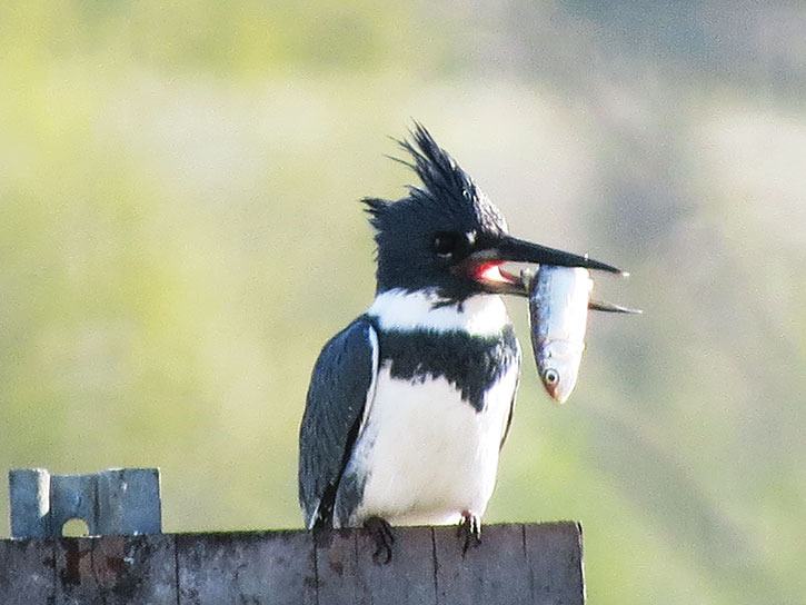 This charismatic Belted Kingfisher was one of almost 15