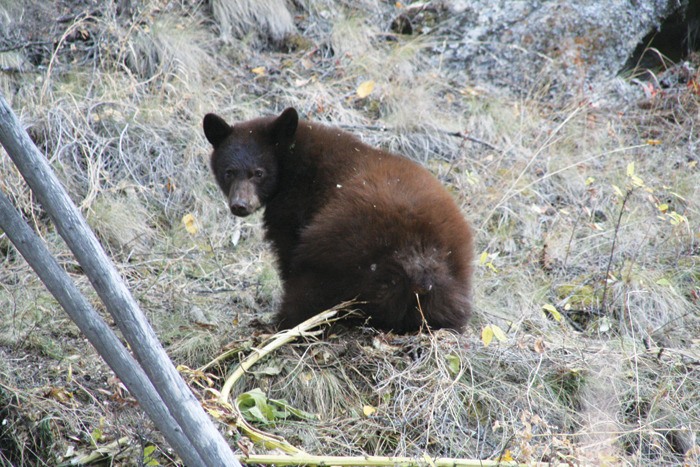 An open house at Invermere's community greenhouse on Sunday (June 24) will follow a Bear Aware workshop on electric fencing.