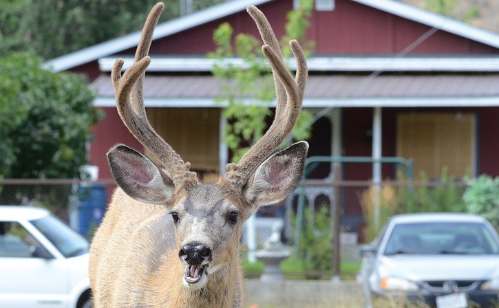 A whitetail buck shows little fear of humans in Okanagan Falls.